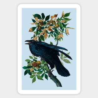 Raven from Birds of America by John James Audubon Sticker